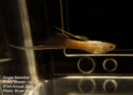 guppy single swordtail